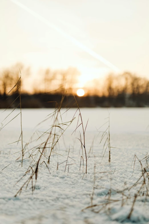 the sun is setting over the river and the reeds are still