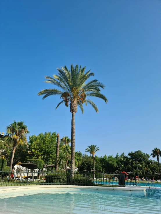 palm trees at the edge of a swimming pool