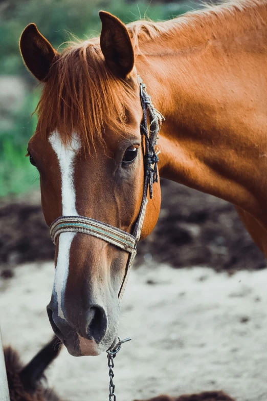 a brown horse is standing on top of dirt