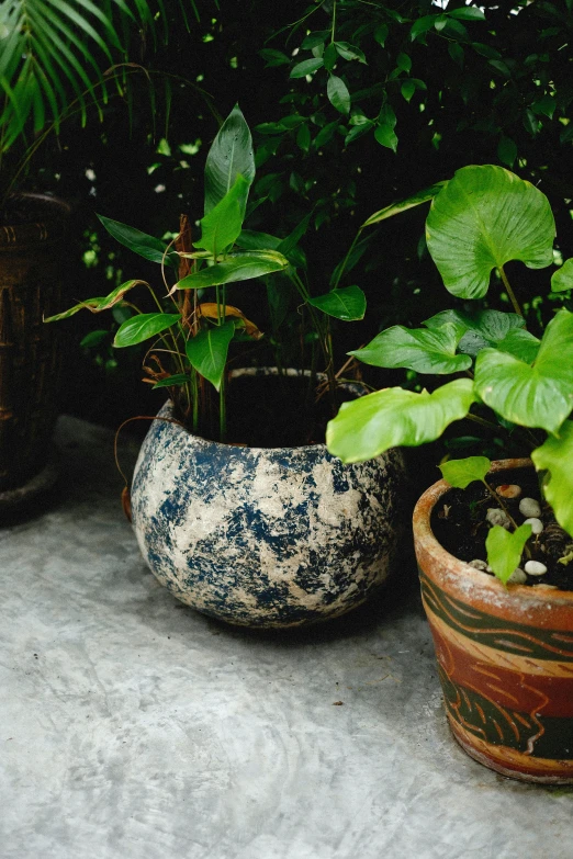 three planters sit on concrete next to each other