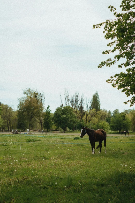 a small horse standing in a grassy field
