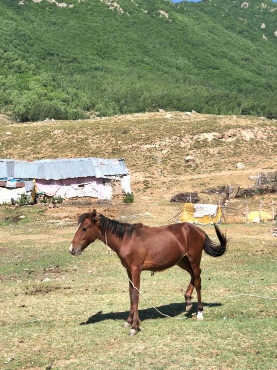 a horse standing on the grass in front of a village