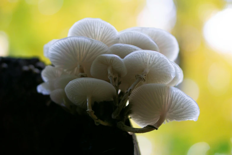 a bunch of white flowers that are on the side of a tree trunk