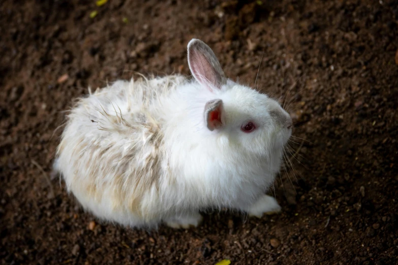 a very cute white bunny laying on the ground