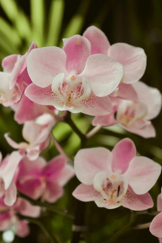 the white and pink orchids look pretty