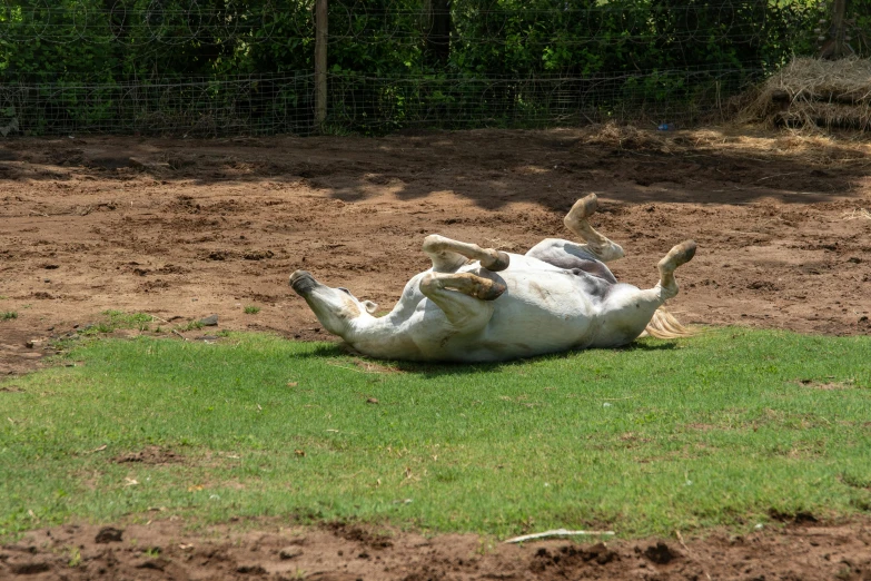 a white animal rolling on it's back in the dirt