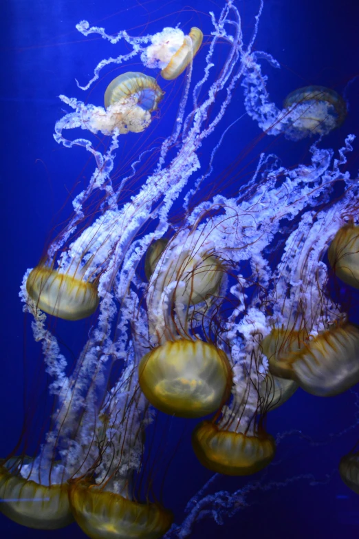 jellyfish swim under the ocean blue water