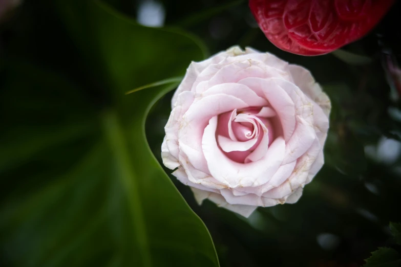 a white rose with red leaves is blooming