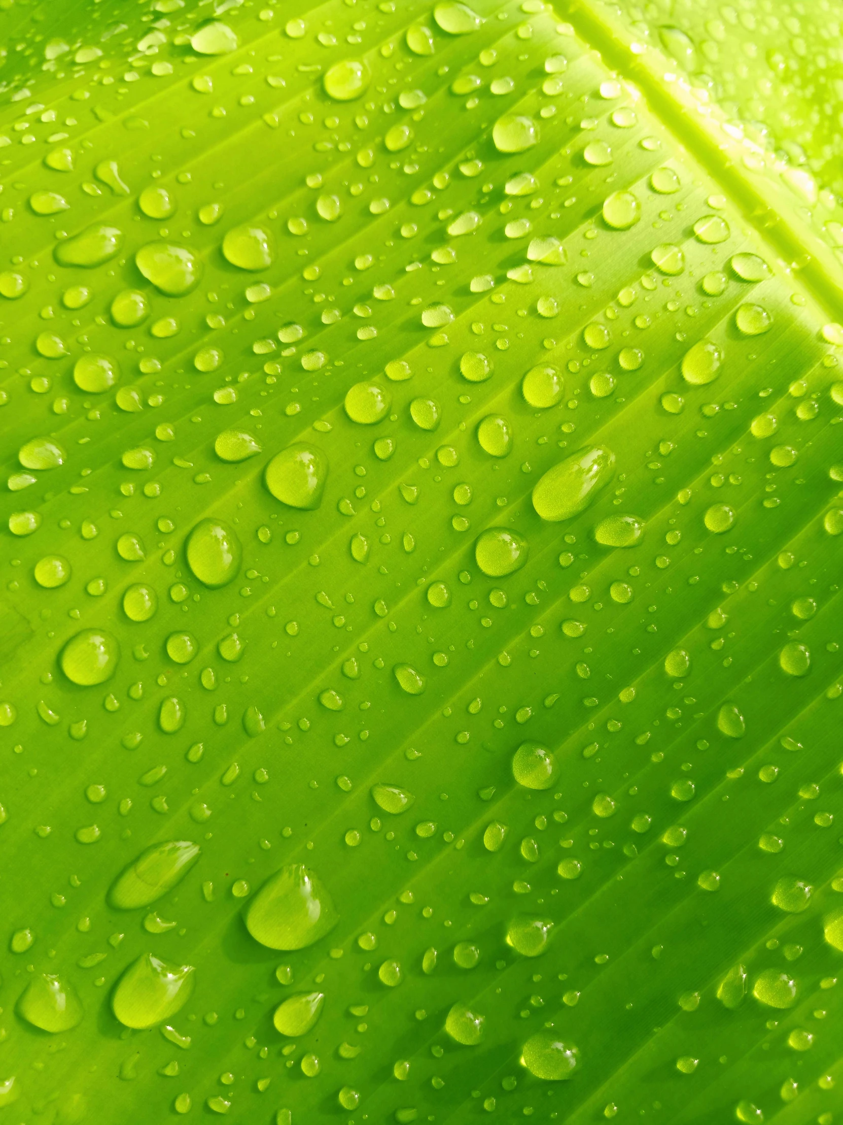 a close up view of some green leaves with drops of water on them