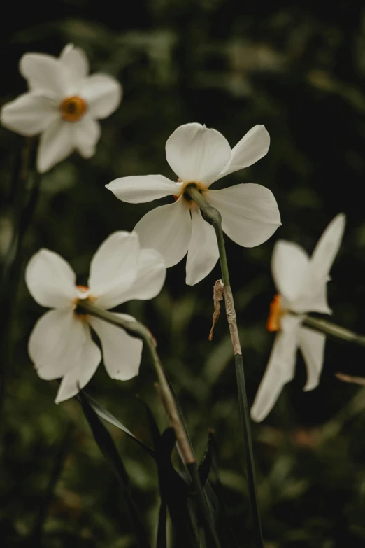 white flowers with a black background