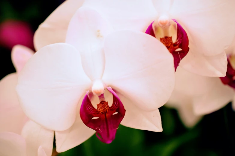 closeup of two white orchids in full bloom