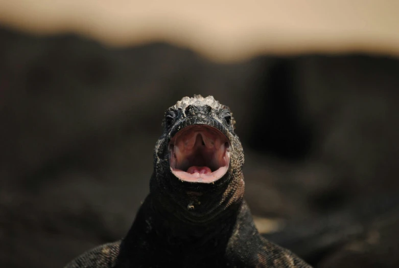 an adult marine iguan opens its mouth wide open