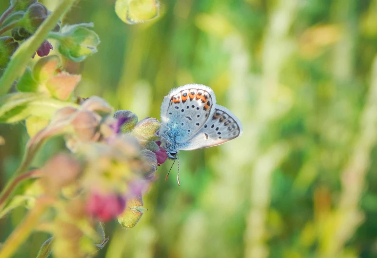 a colorful erfly sits on some flowers in the sun