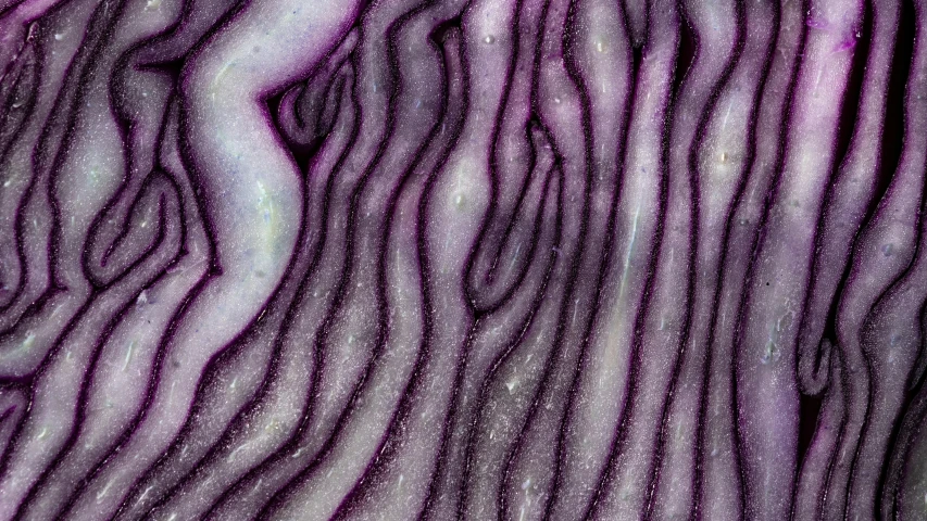 a red cabbage vegetable close up