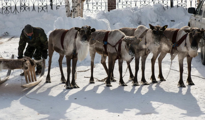 several goats are tied to a vehicle outside in the snow