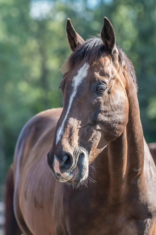 brown horse looking off into the distance with trees in background