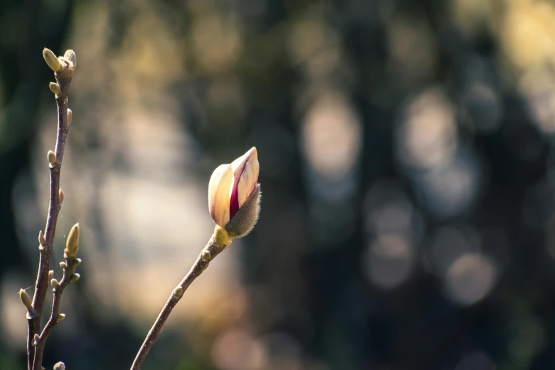 small budding tree with the end in flower