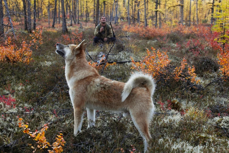 a dog is standing on the ground with trees and bushes around it