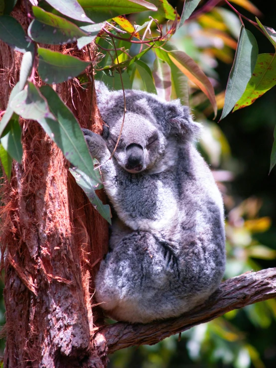 a koala sleeping on a tree in the bush