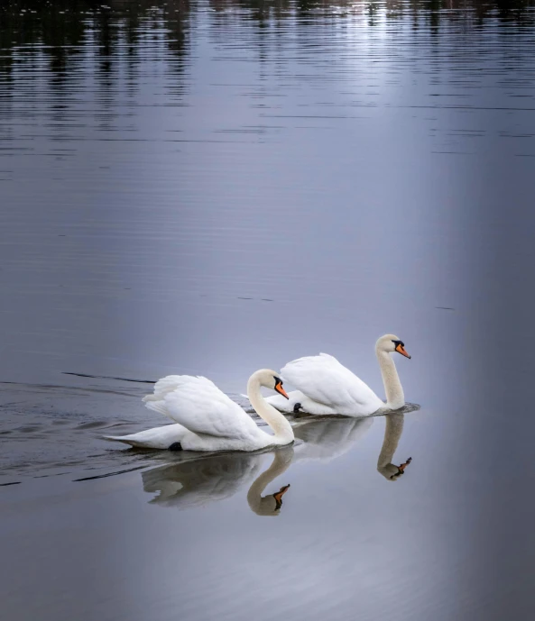 two swans floating in a body of water