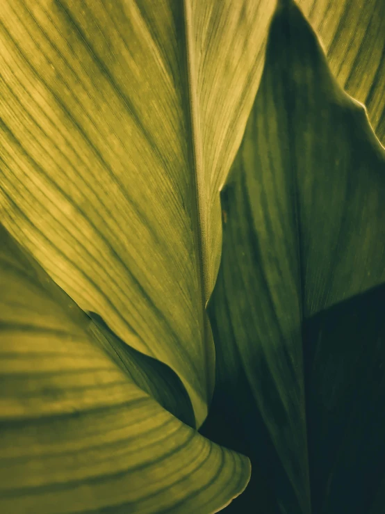 a closeup po of green leaves of a large plant