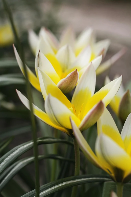 some pretty yellow flowers on some green stems