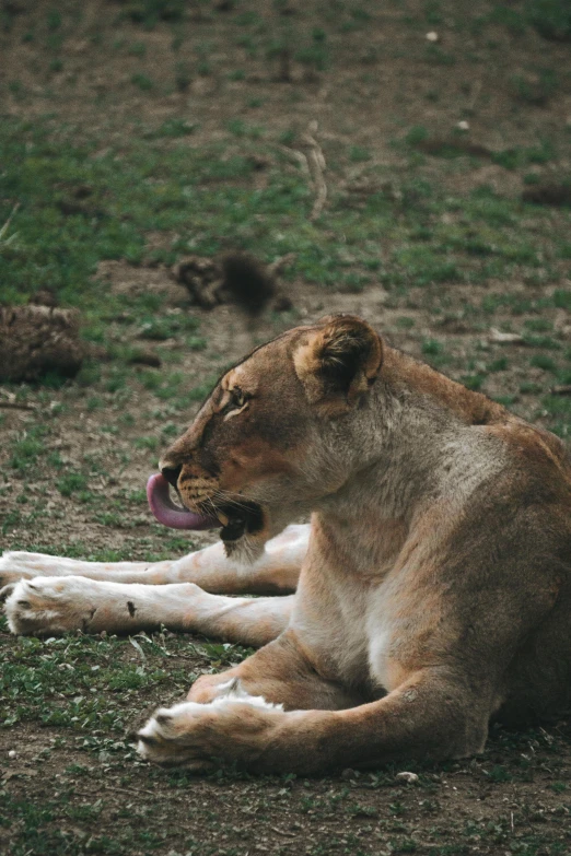 a lion laying down in a field of grass