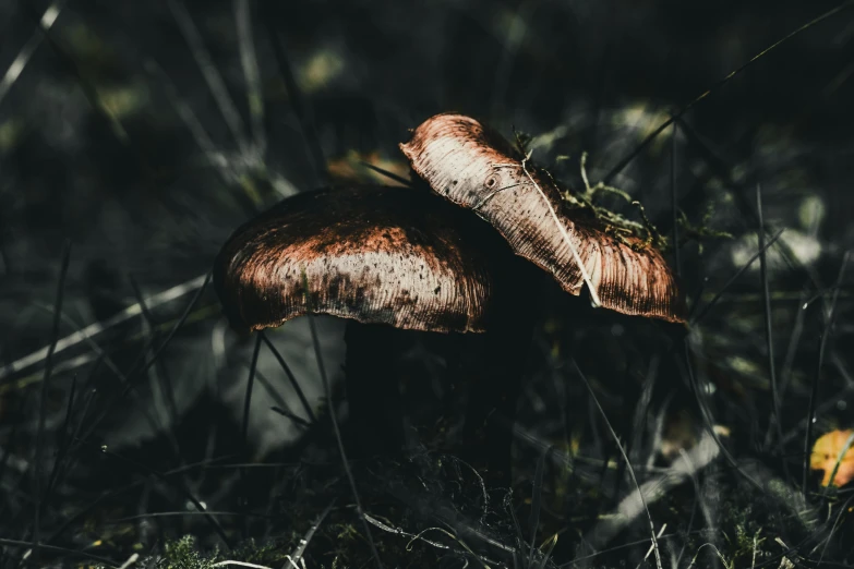 some mushroom are sticking out in the grass