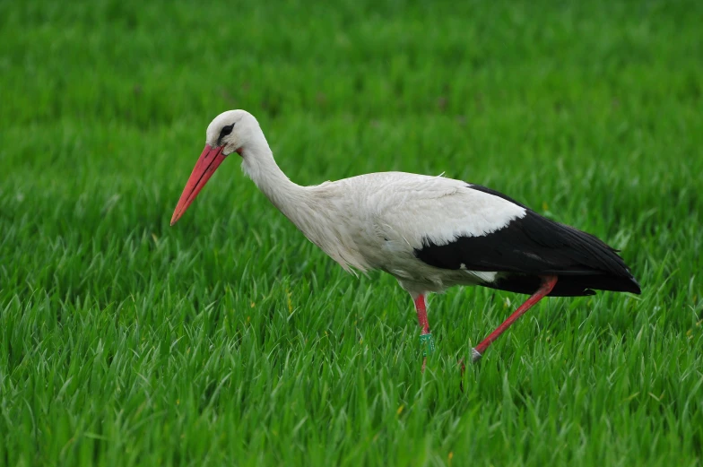 a bird with a long bill walks through the grass