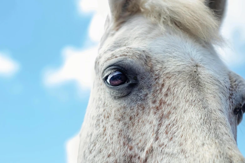 a white horse with a brown spot on its eyes