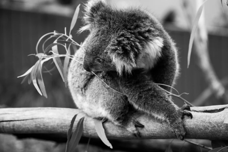 a black and white image of a koala sitting on a nch