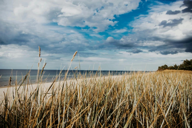 a beach with a few tall grass growing out of it