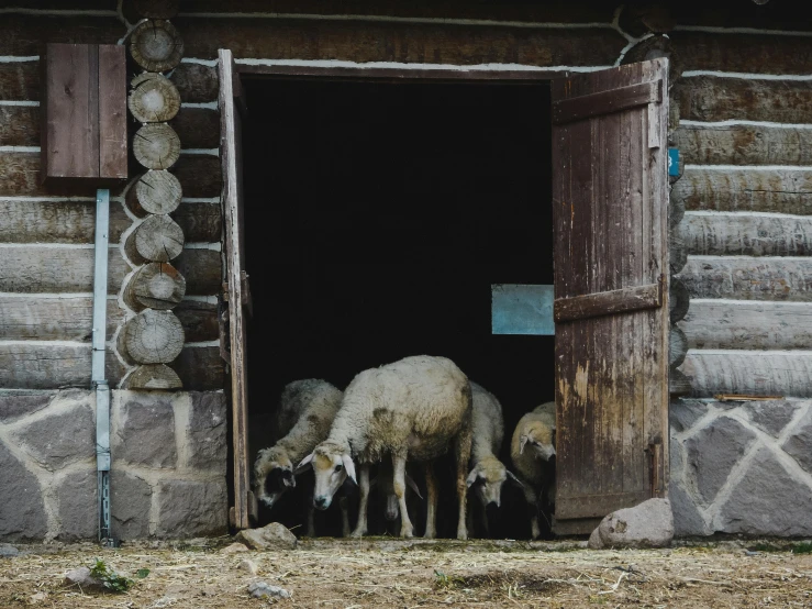 there are sheep standing inside a small building