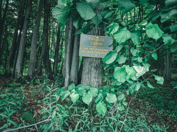 a sign is in the middle of some trees