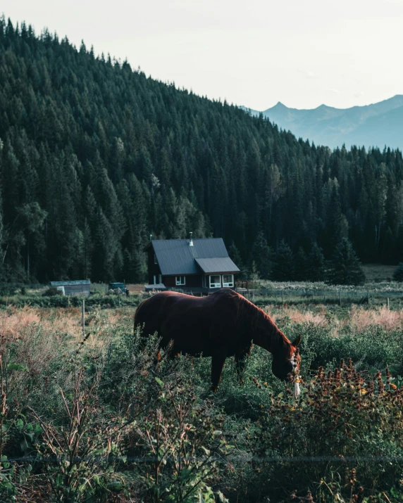 a horse is grazing in the grass near a building