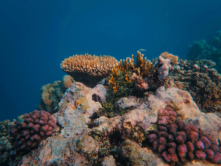 some colorful corals on a large oceanbed