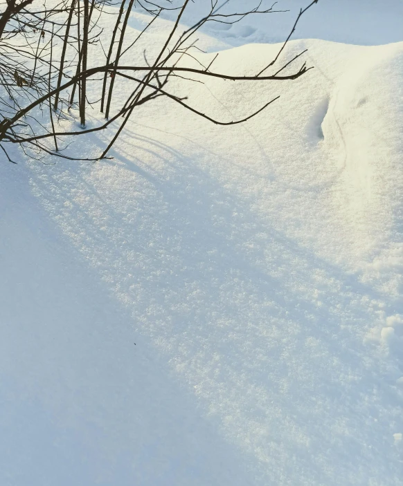 a tree nch with no leaves on a snow covered slope