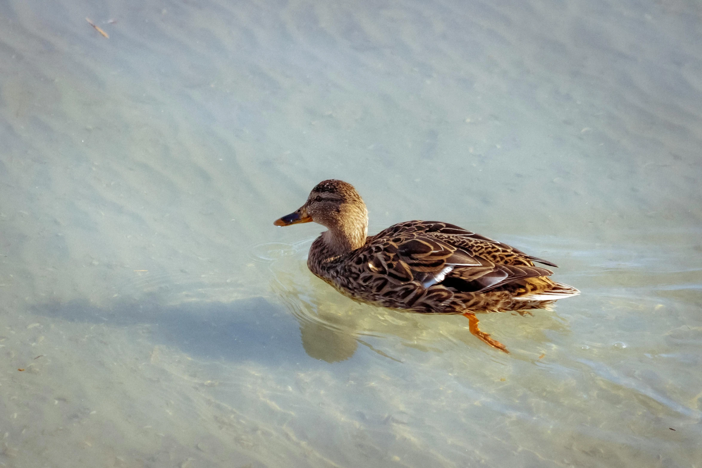 a duck that is swimming in some water