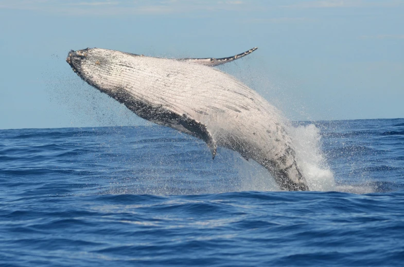 a humpback splashes out from the water