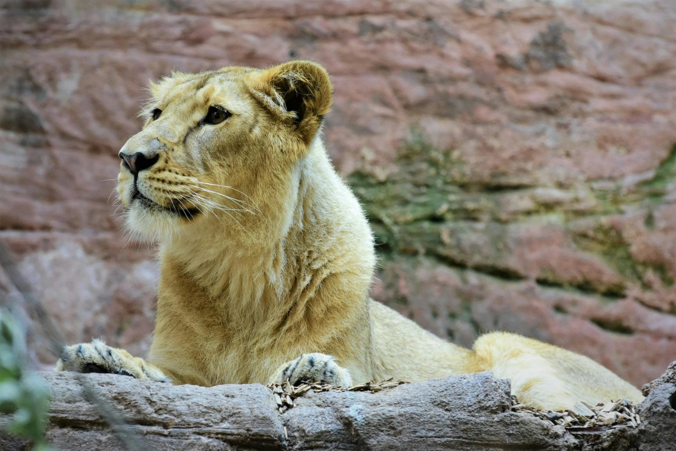 a lion lies on a rock next to some rocks