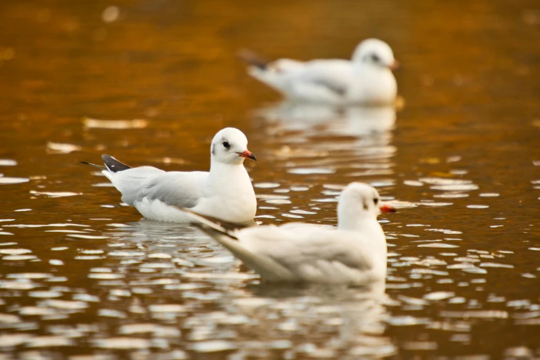 four white geese floating on a brown body of water