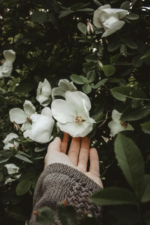 a hand is touching flowers on top of green leaves