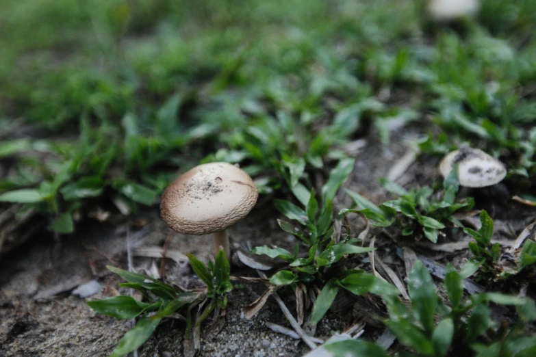 small mushrooms sprout on the ground among plants