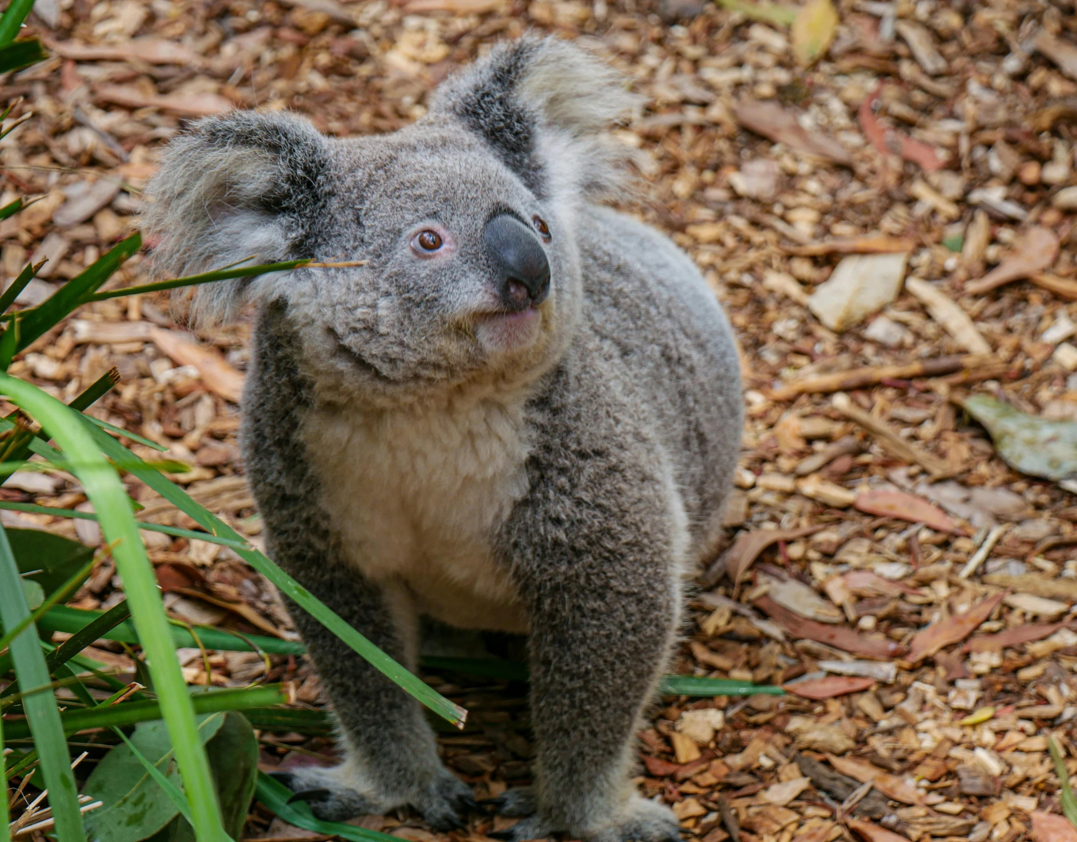 a koala bear holding onto leaves in its mouth