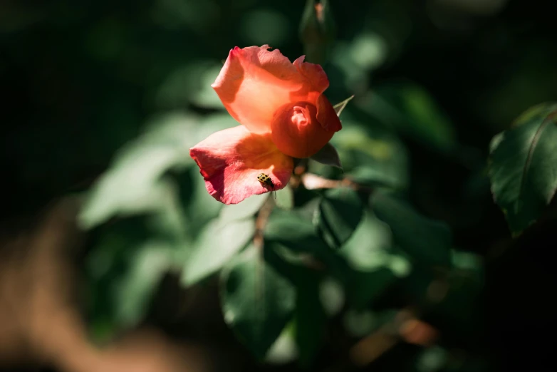 a rose is shown in the middle of a leafy nch