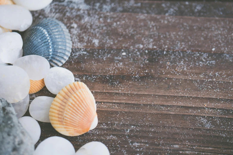 some sea shells on the ground and a piece of sand