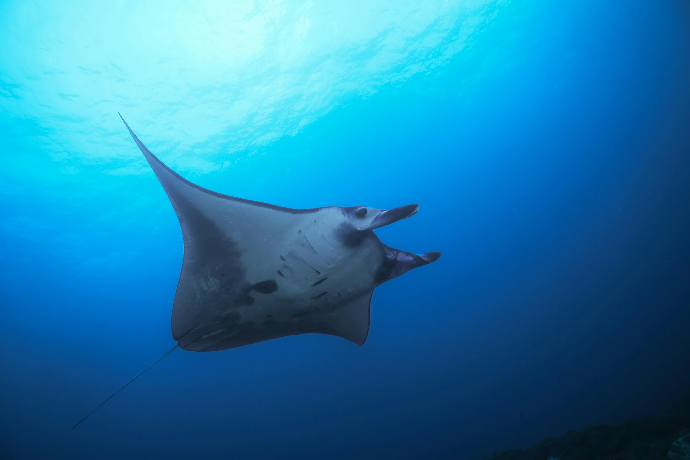 a very big cute looking fish in the ocean