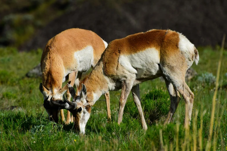 the two gazelle are grazing in the field