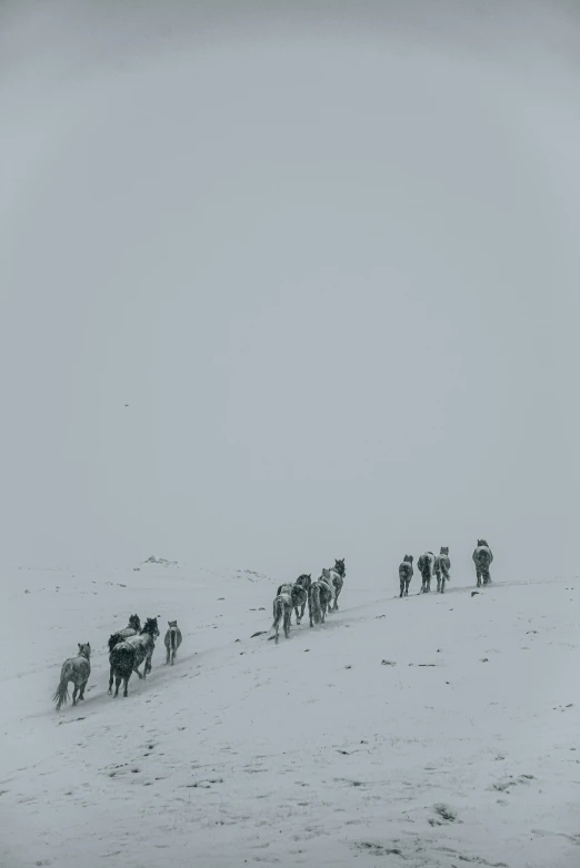 a herd of animals running down a snow covered slope