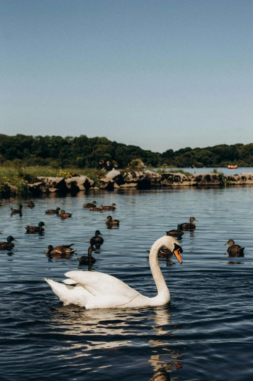 several swans swim on the water among ducks